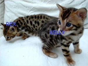 Pure Championline Male and Female Bengal Kittens Available