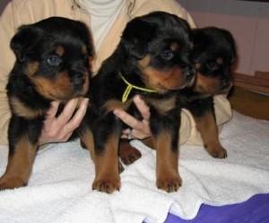 Male and Female Rotweille puppies for adoption.