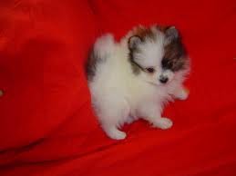 (Free) charming male and female tea cup pomeranian puppies available for new family home