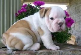 ADORABLE Home raised English Bull dog puppies ready for adoption