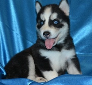 Male and Female siberian husky puppies for a lovely home!!!