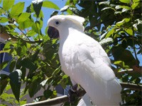 umbrella cockatoo parrots for any loving home