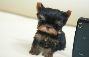 loving yorkie puppies for re-homing