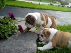 English Bulldog  Puppies ( Male and Female )