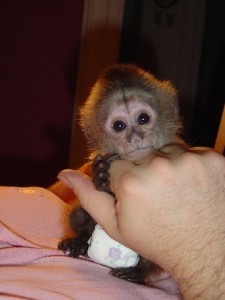 Baby male and female Capuchin Monkeys and Chimpanzees available.