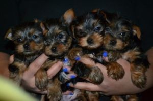 Yorkie Puppies Ready  for adoption