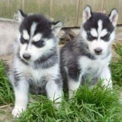 Cute Male and Female Siberian Husky Puppies For Adoption