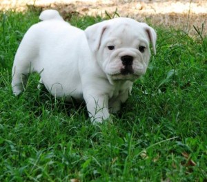 Cute English bulldog puppies for Rehome