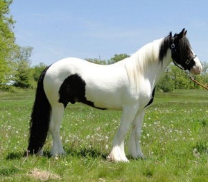 Healthy Gypsy Vanner Horse Available