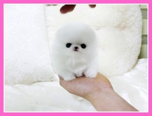 Little Micro Teacup Triple coat Bear Face Pomeranian For Sale