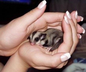 Lovely And Friendly Sugar Gliders 206-309-0276
