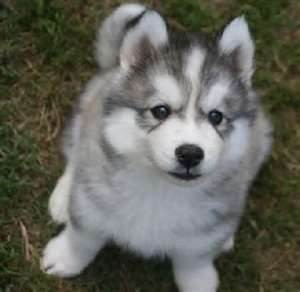 Adorable Siberian Husky Puppy