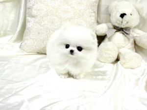 Micro Tiny   beautiful Pomeranian Puppies For sale