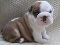 Outstanding Male and Female English Bulldog Puppies for Adoption,Text us at (707) 216-7490