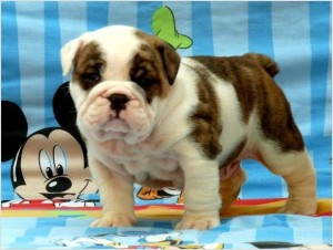 English bulldog puppies