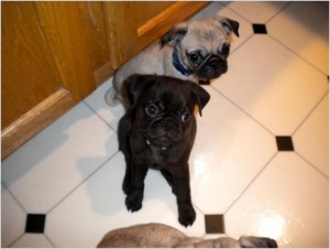 AKC Pug Puppies