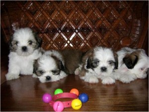 Beautiful Shih Tzu Puppies Urgently need new homes.