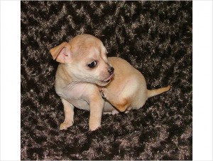 - Adorable Chihuahua Puppies!