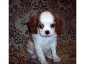 Cavalier King Charles Spaniel Puppies