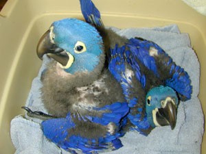 Blue macaw for Re-homing (209) 813-0637