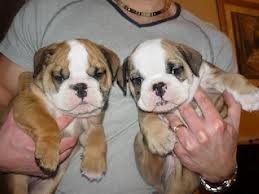 **Male and Female English Bulldog puppies for a lovely home