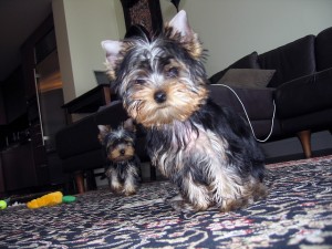 Top Quality Yorkshire terrier Puppies for adoption text us 912) 584-1483