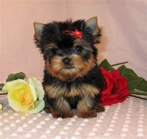 Tea Cup Yorkie Puppies