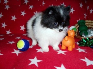 Adorable Tiny T-Cup Pomeranian Puppies Available