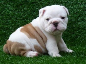 Well Trained English bulldog Puppies