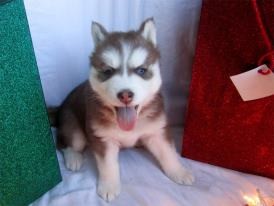 Cute Siberian Husky puppy male avialable