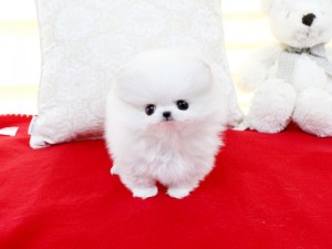 Pomeranian Puppies For Sale