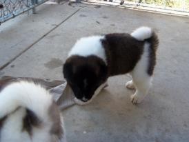 stunning Akita puppy both male and female