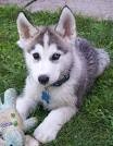 We have two lovely male and female Siberian Husky Puppies