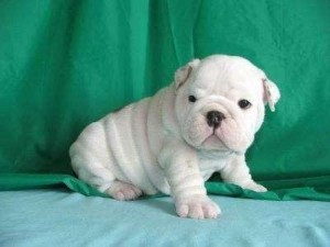 English bulldog puppies for adoption