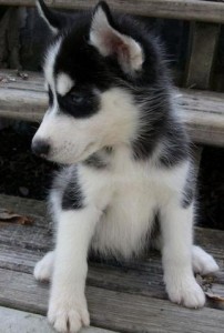 Awesome and Potty trained Siberian Husky puppies available(848) 218-5877