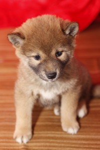 Home raised Shiba Inu Puppies