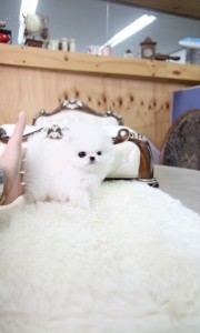 Little Micro Teacup Triple coat Bear Face Pomeranian For Sale