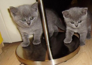 Cute British short hair kittens