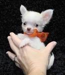 Pure breed chihuahua puppy for adoption