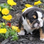 lovely english bulldog with home mannrs for adoption