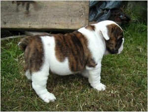 Male and Female ENGLISH  Bulldog Puppies Available - $280