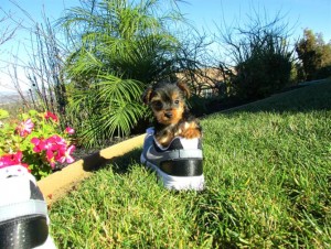 Yorkie Puppies for Sale