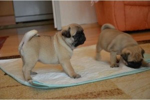 Pug Puppies for Adoption