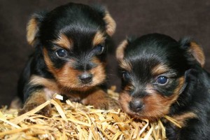 Lovely Yorkie puppies for adoption