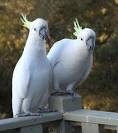 White  male and female Cockatoo for Re-homing