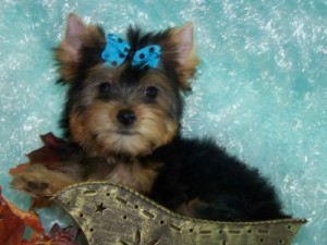 Charming AKC yorkshire terrier puppies for adoption - 12 weeks