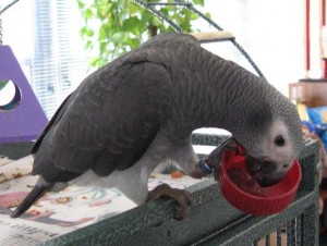 African grey parrot