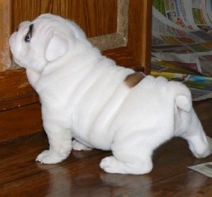 English Bulldog Puppies Available