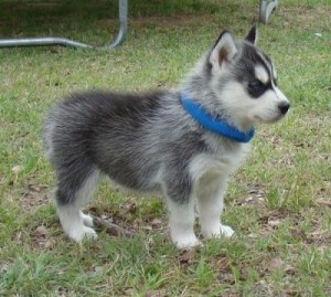 Siberian Husky Puppies