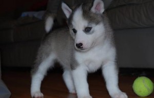 Siberian Husky Available